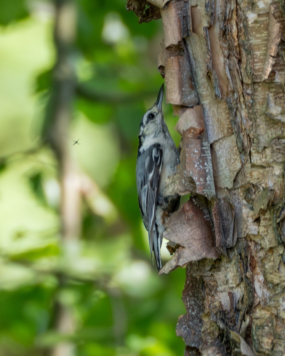 White-breasted Nuthatch - ML638406564
