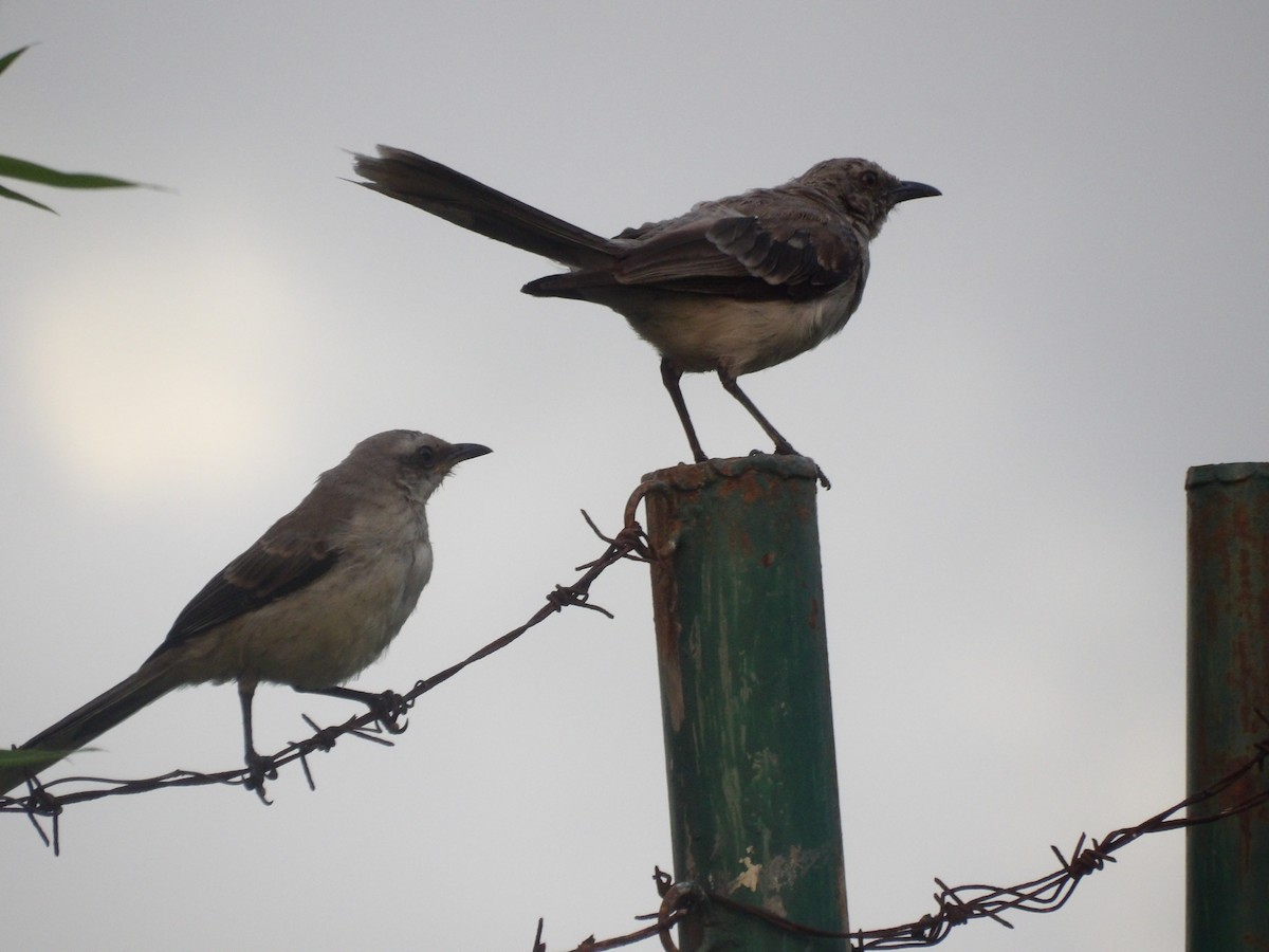 Tropical Mockingbird (Southern) - ML638406565