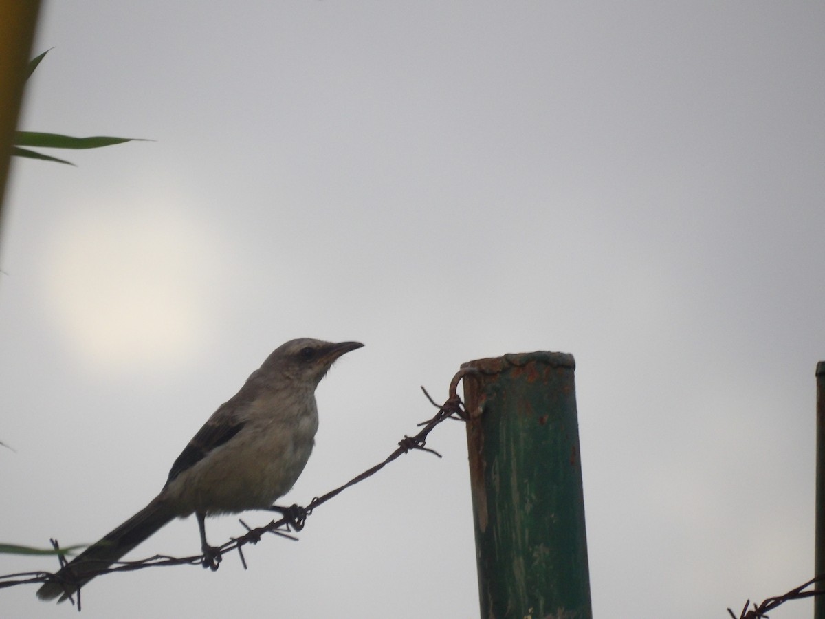 Tropical Mockingbird (Southern) - ML638406566