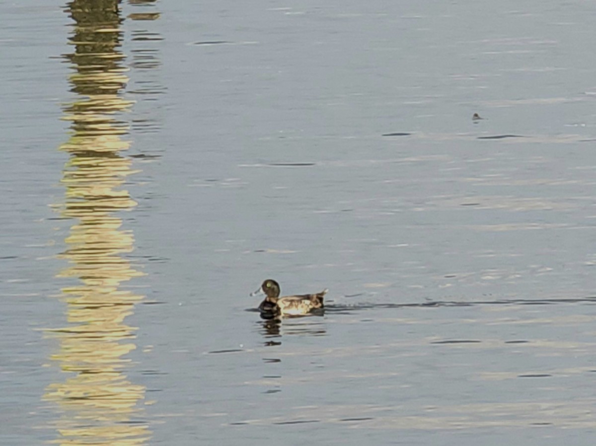 Greater Scaup - ML638406567