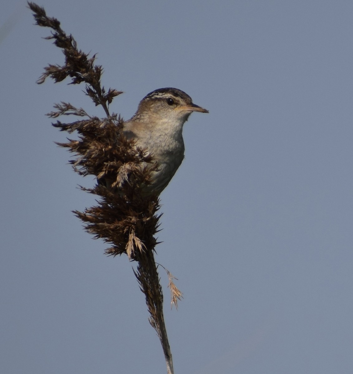 Marsh Wren - ML638406570