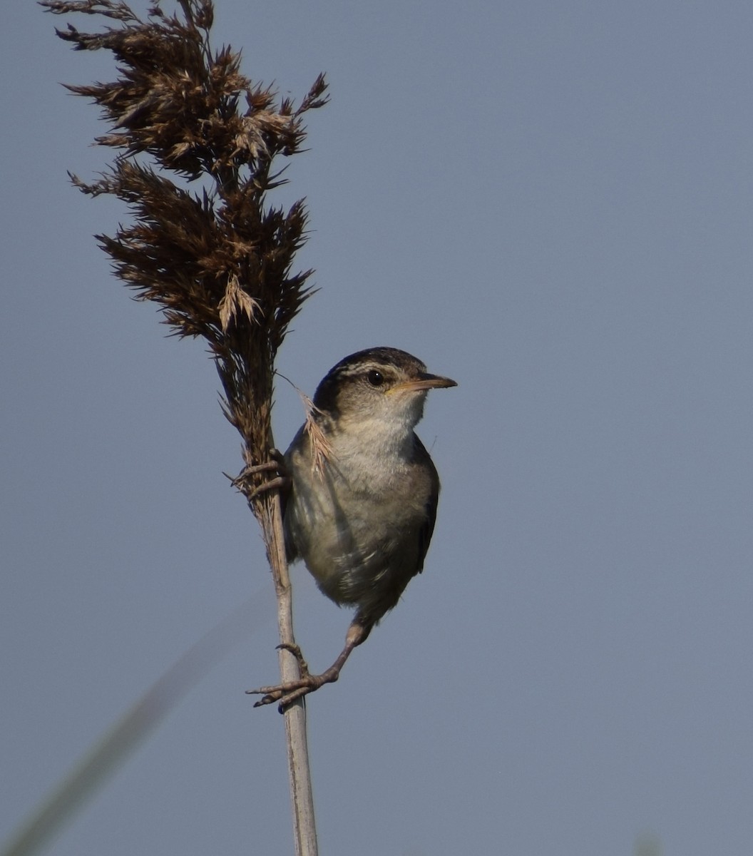 Marsh Wren - ML638406571