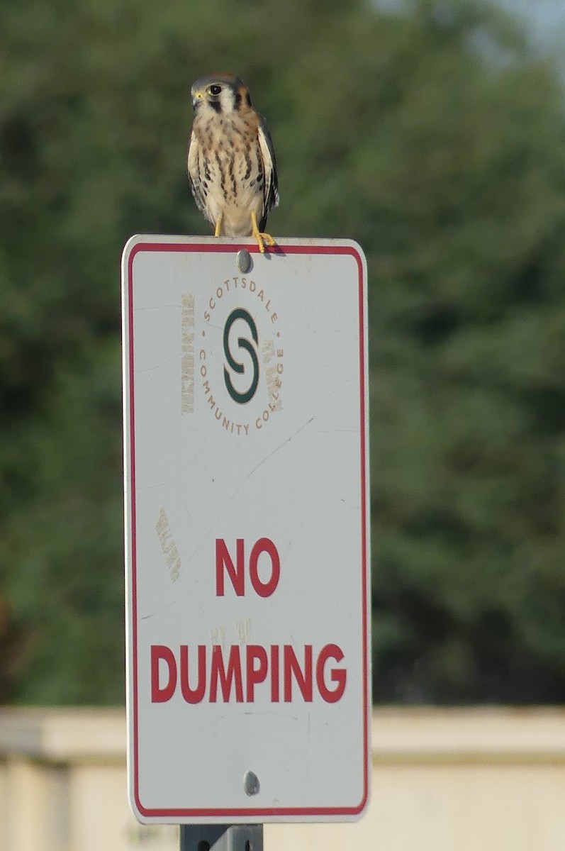 American Kestrel - ML638406572