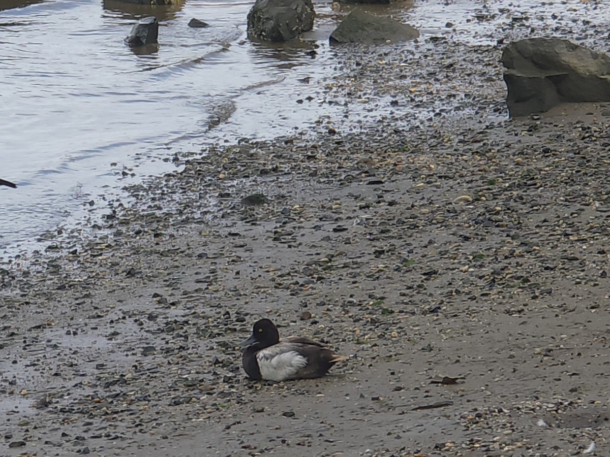 Lesser Scaup - ML638406574