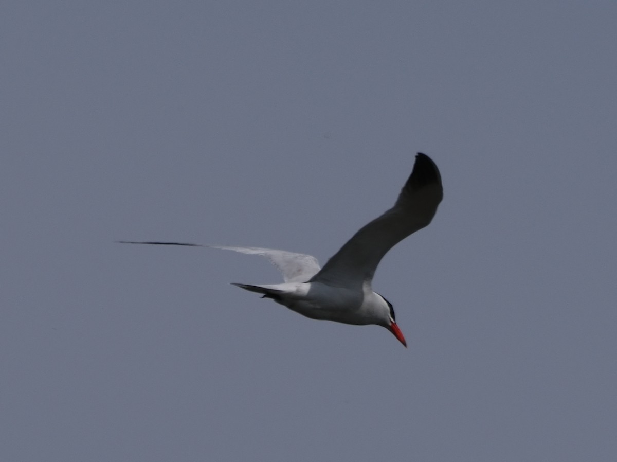 裏海燕鷗 - ML638406575