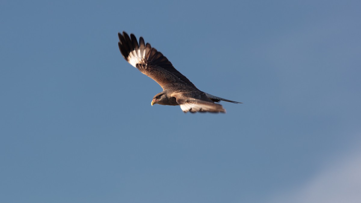 Chimango Caracara - ML638406579