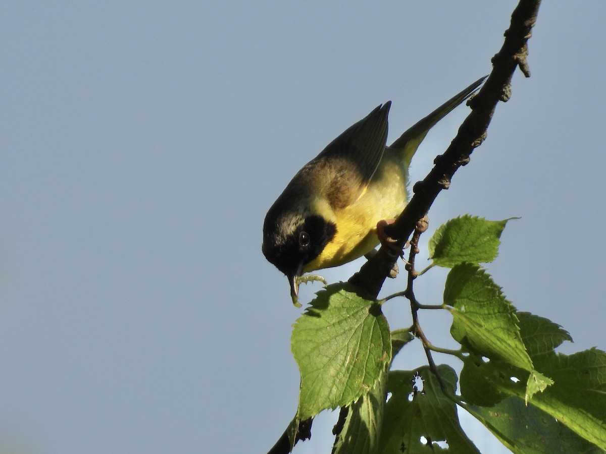 Common Yellowthroat - ML638406581
