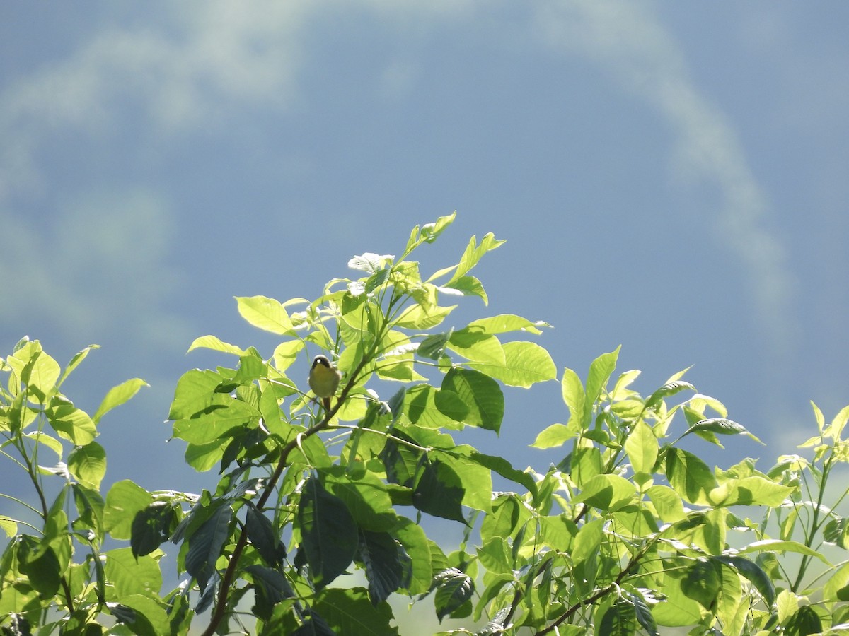 Common Yellowthroat - ML638406583