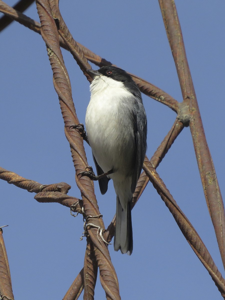 Black-capped Warbling Finch - ML638406593