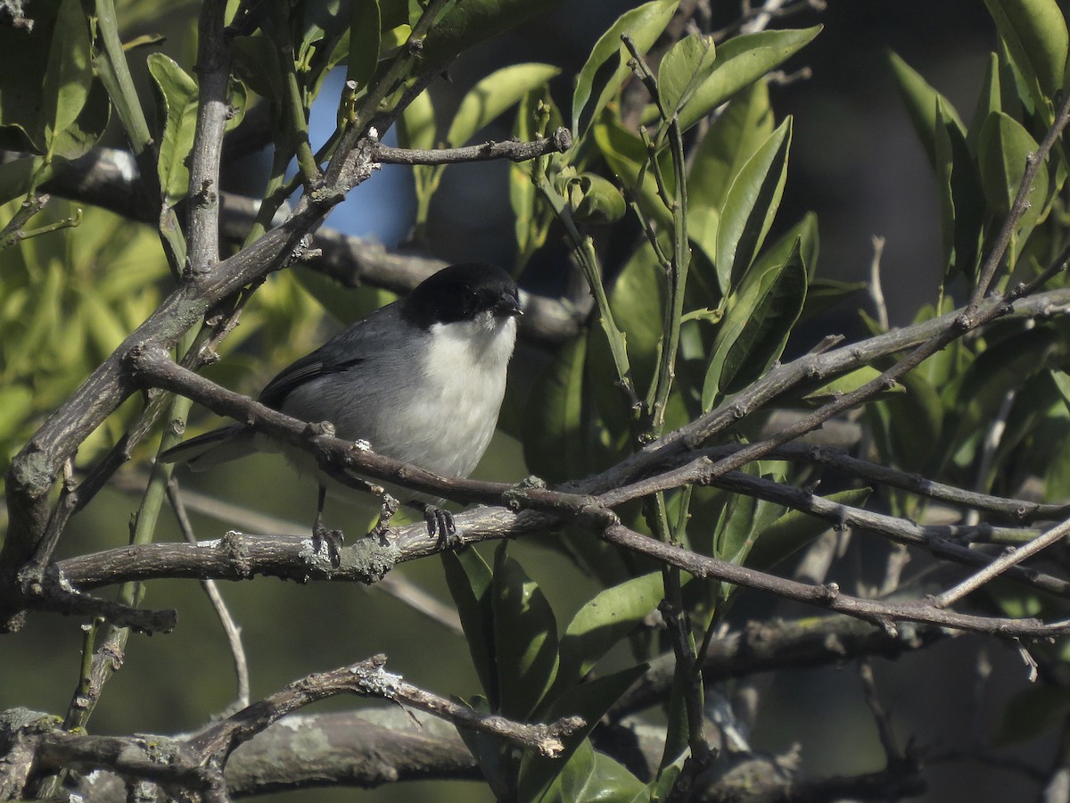 Black-capped Warbling Finch - ML638406596