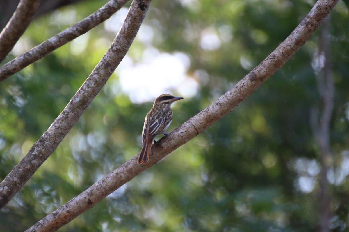 Streaked Flycatcher - ML638406629