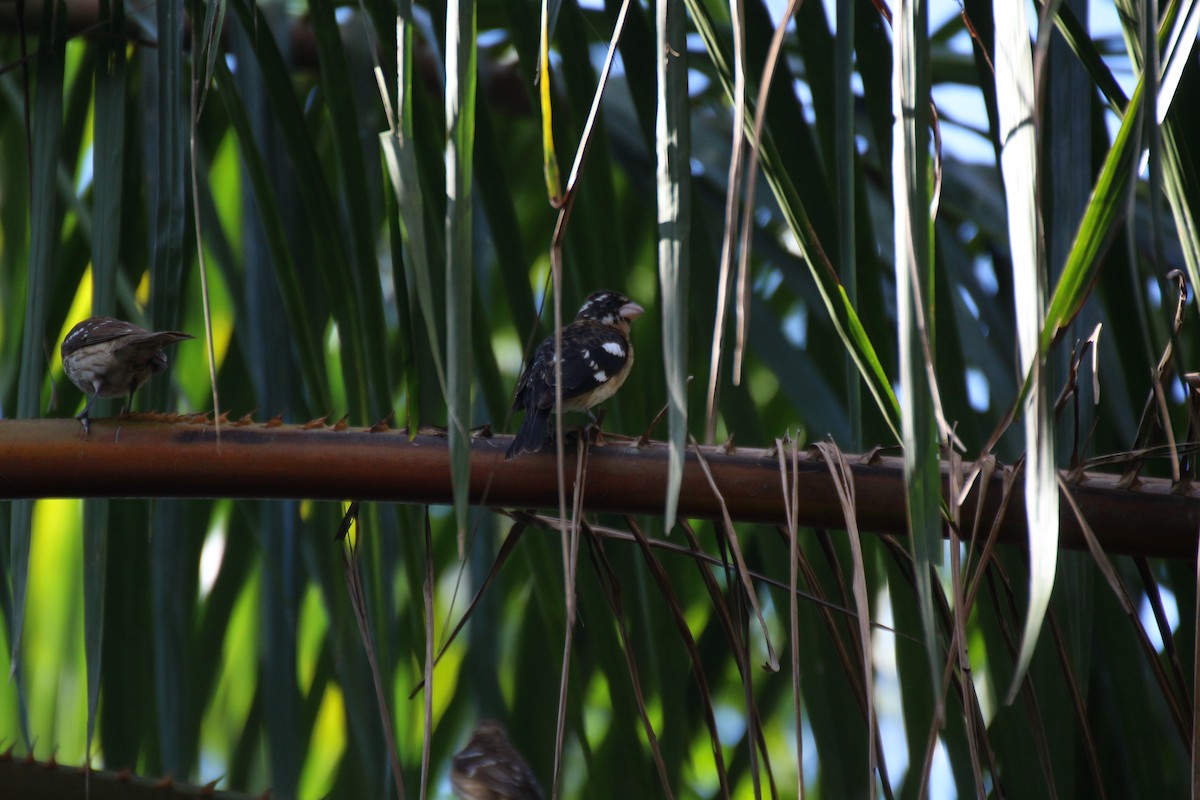 Rose-breasted Grosbeak - ML638406641
