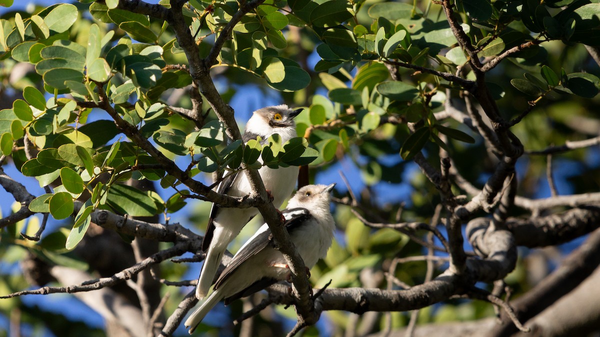 White-crested Helmetshrike - ML638406715