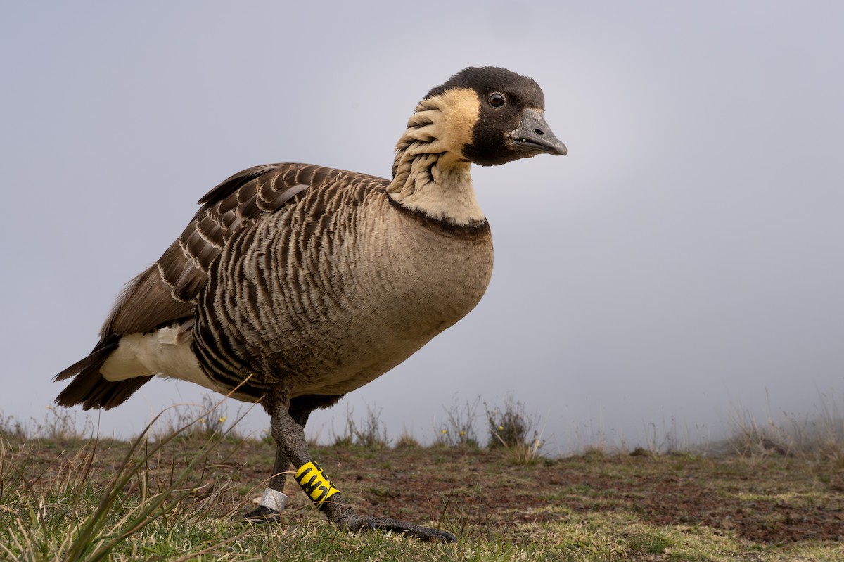 Hawaiian Goose - ML638406777