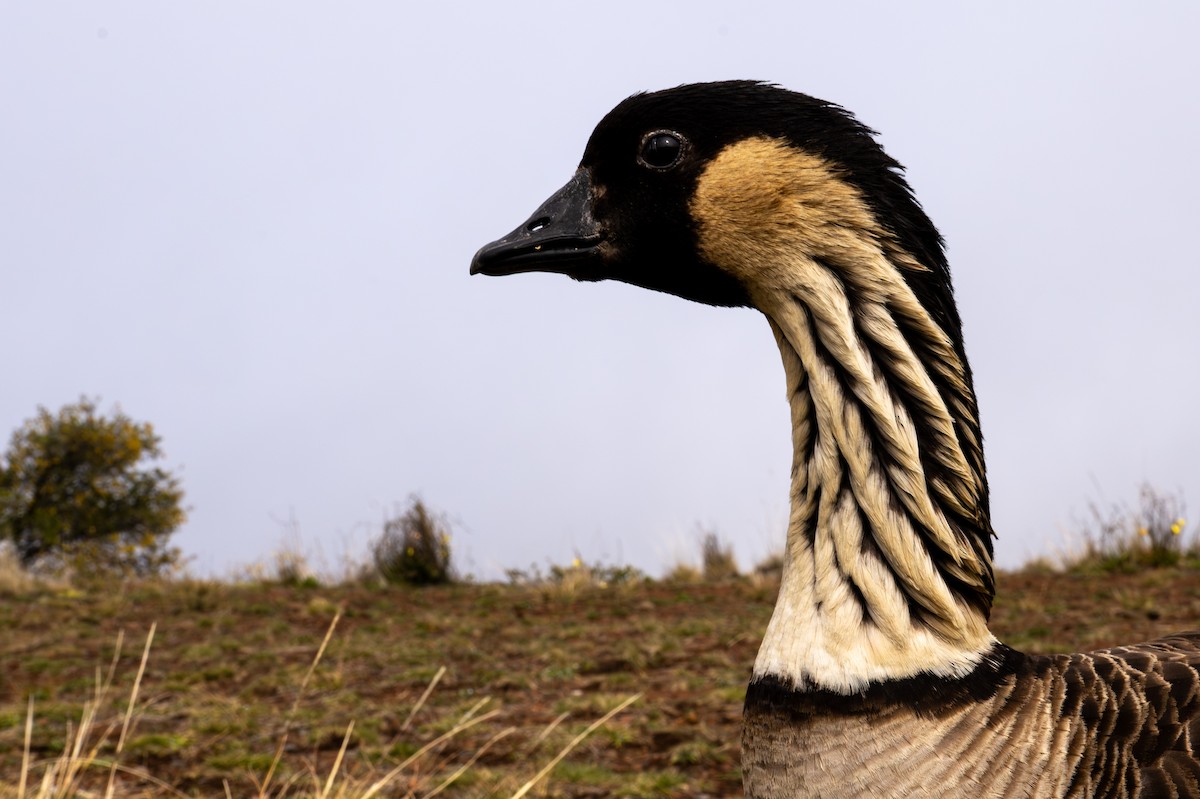 Hawaiian Goose - ML638406778
