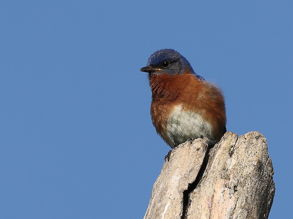 Eastern Bluebird - ML638406808