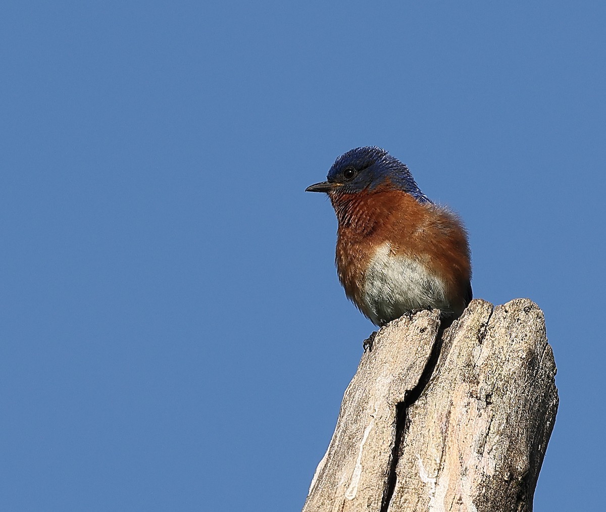 Eastern Bluebird - ML638406810