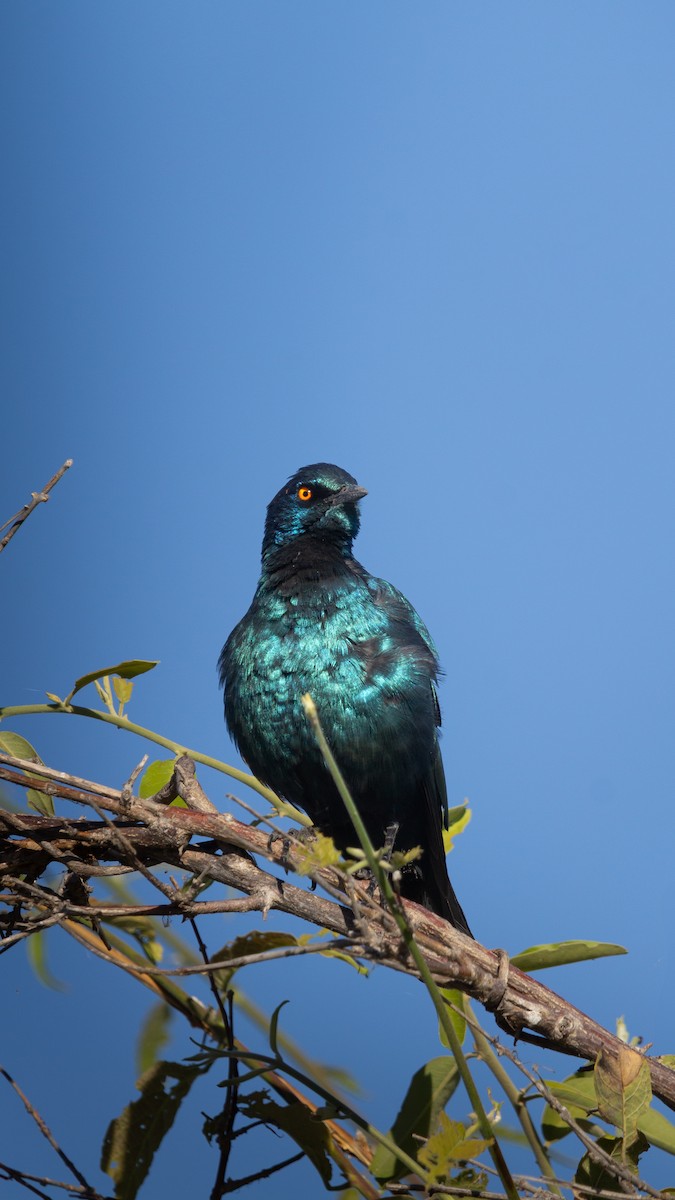 Cape Starling - ML638406881
