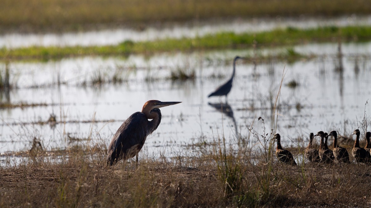 Goliath Heron - ML638406906