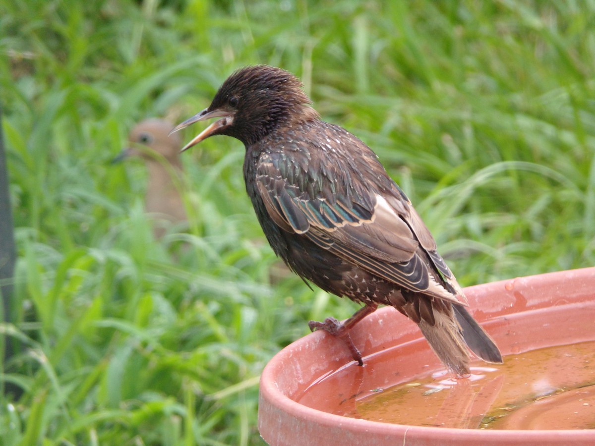 European Starling - ML638406927