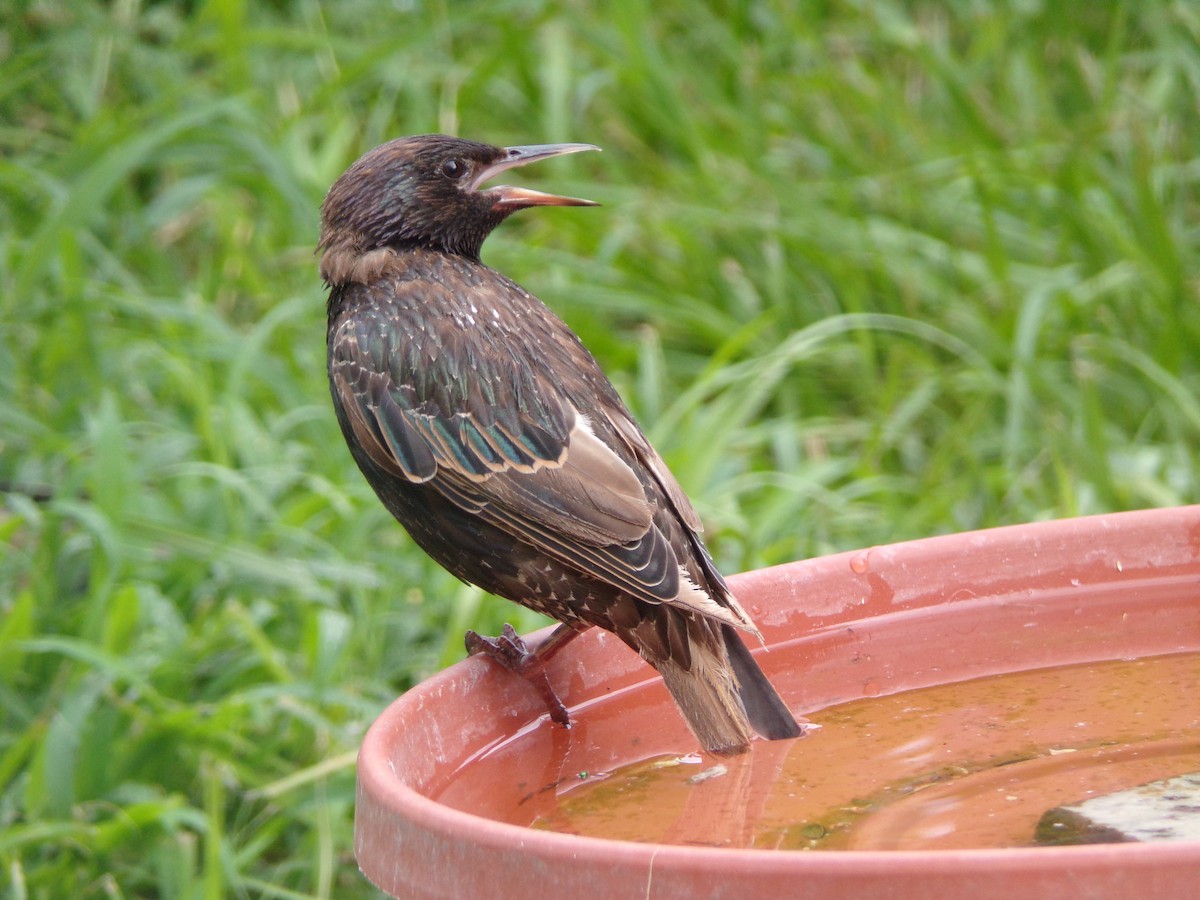European Starling - ML638406929