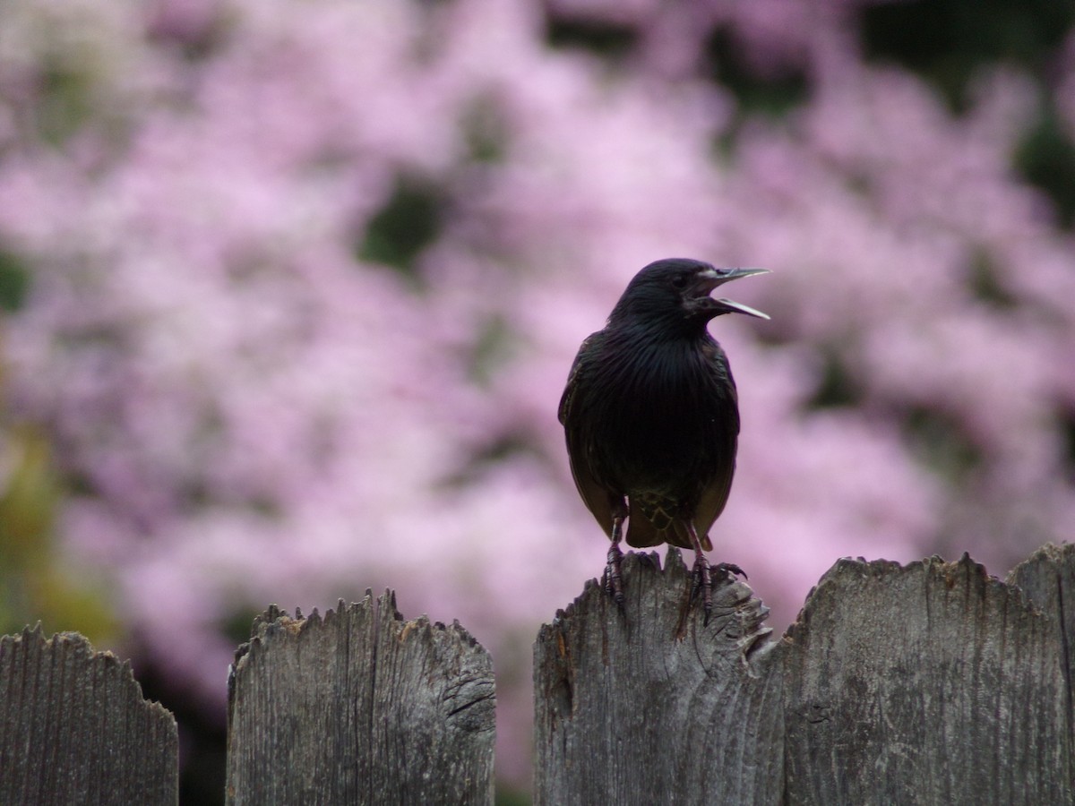 European Starling - ML638406931