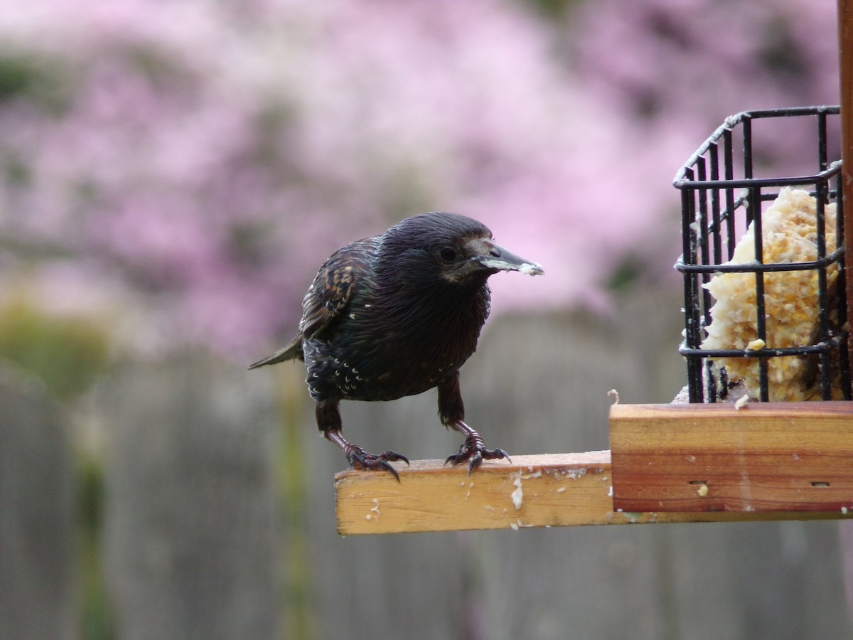 European Starling - ML638406932