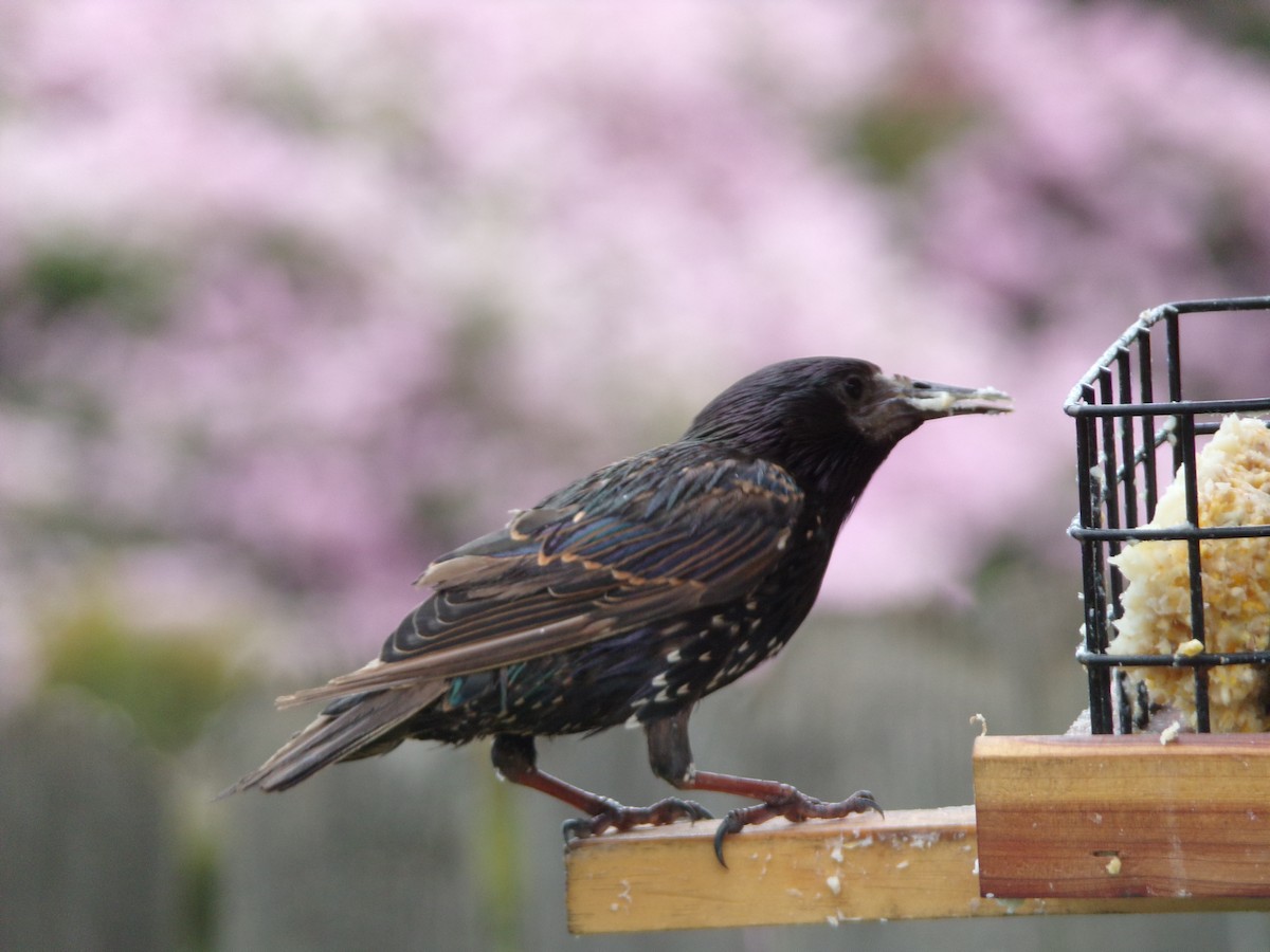 European Starling - ML638406933