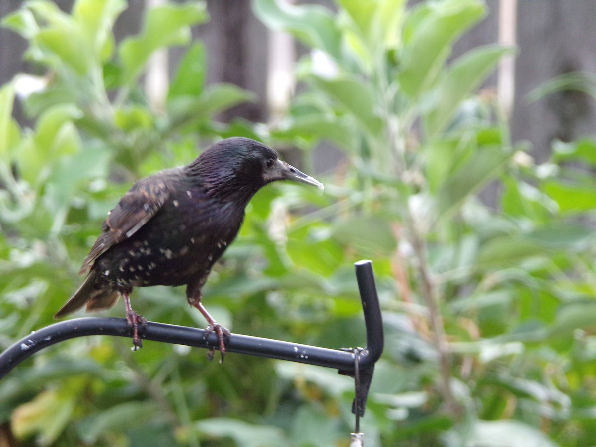 European Starling - ML638406934