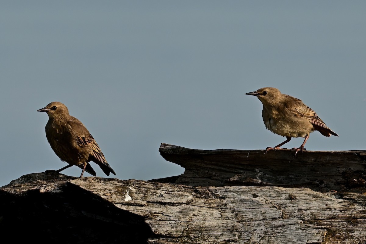 European Starling - ML638406935