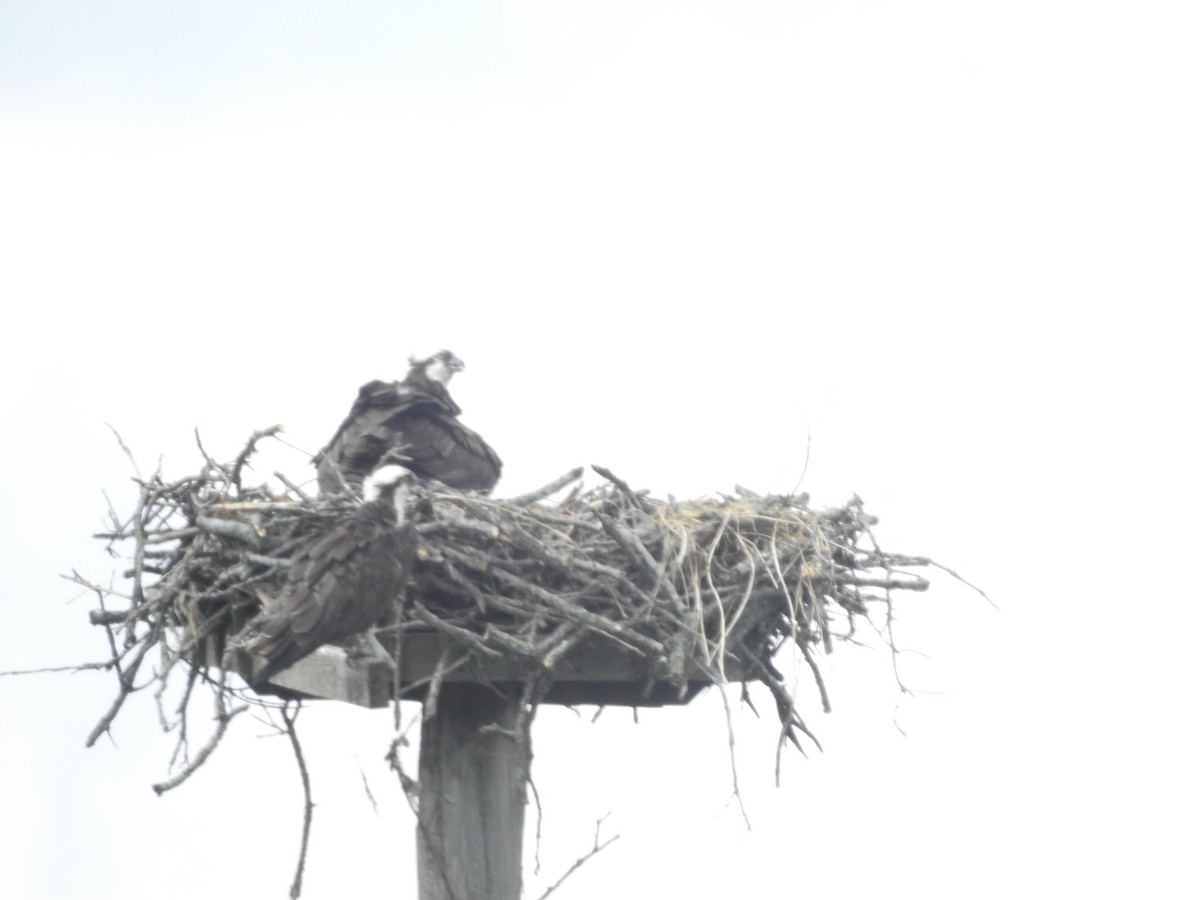 Osprey - ML638406982