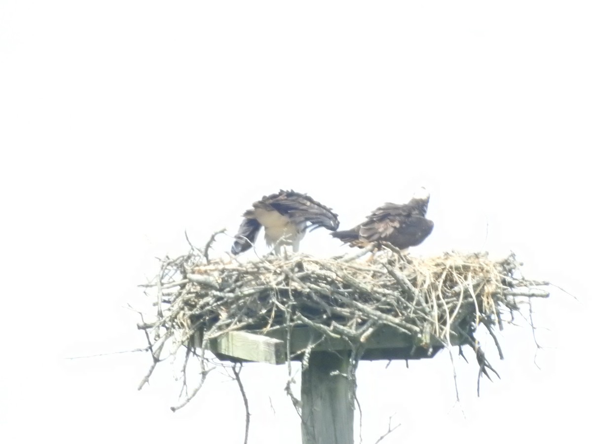 Osprey - ML638406984