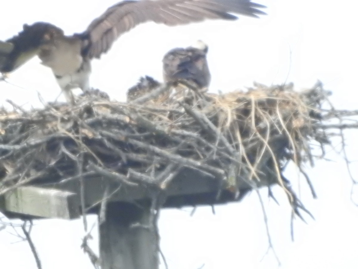 Osprey - ML638406985