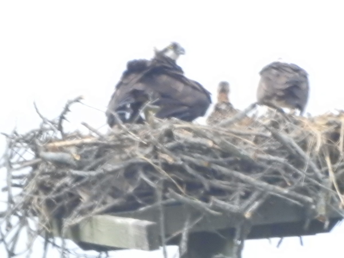 Osprey - ML638406986