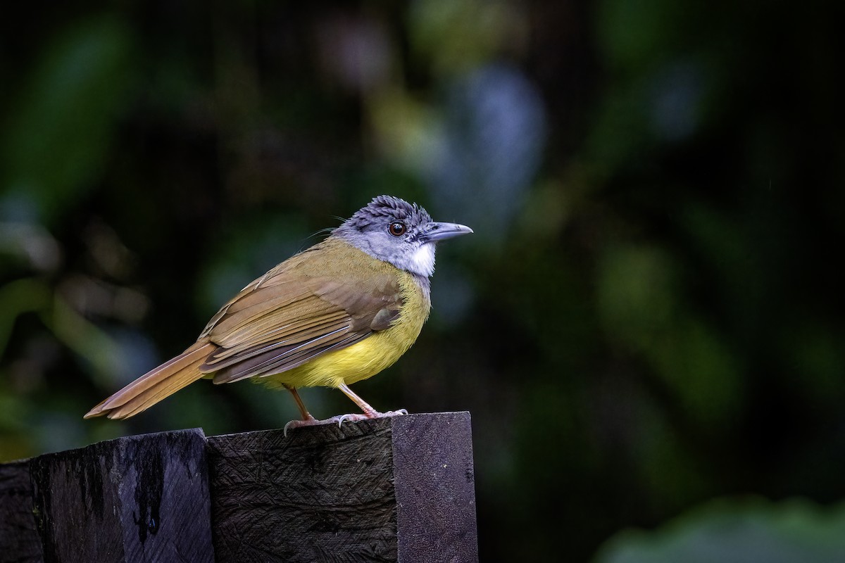Yellow-bellied Bulbul - ML638406987
