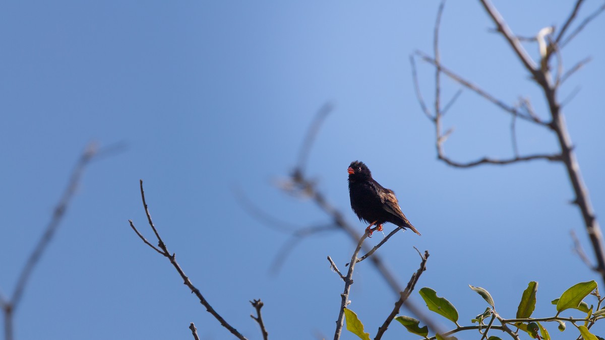 Village Indigobird - ML638406999