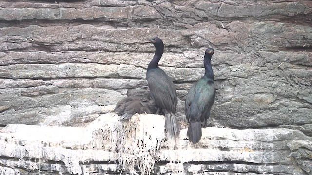 Pelagic Cormorant - ML638407060