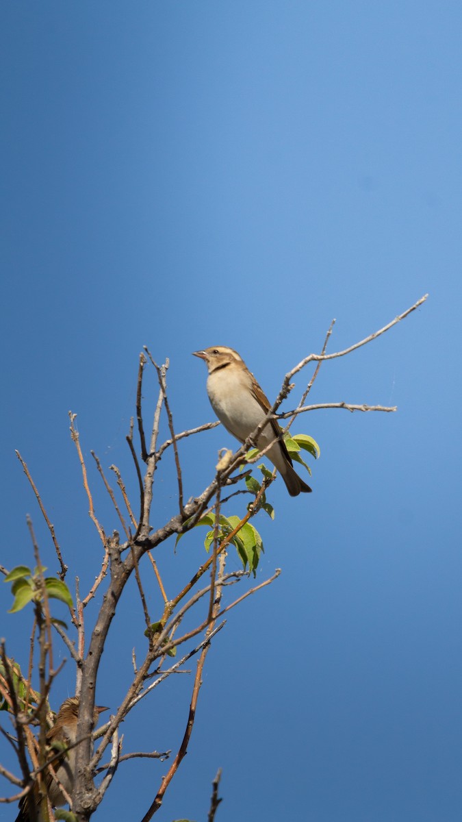 Yellow-throated Bush Sparrow - ML638407061