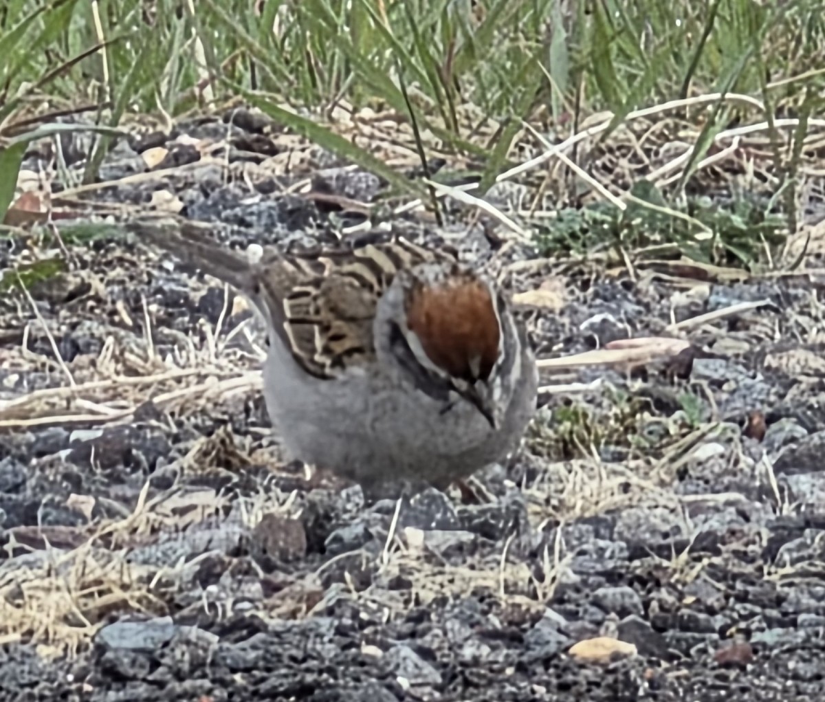 Chipping Sparrow - ML638407068