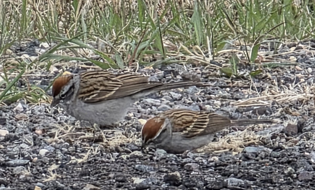 Chipping Sparrow - ML638407069