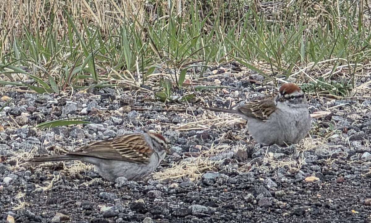 Chipping Sparrow - ML638407070