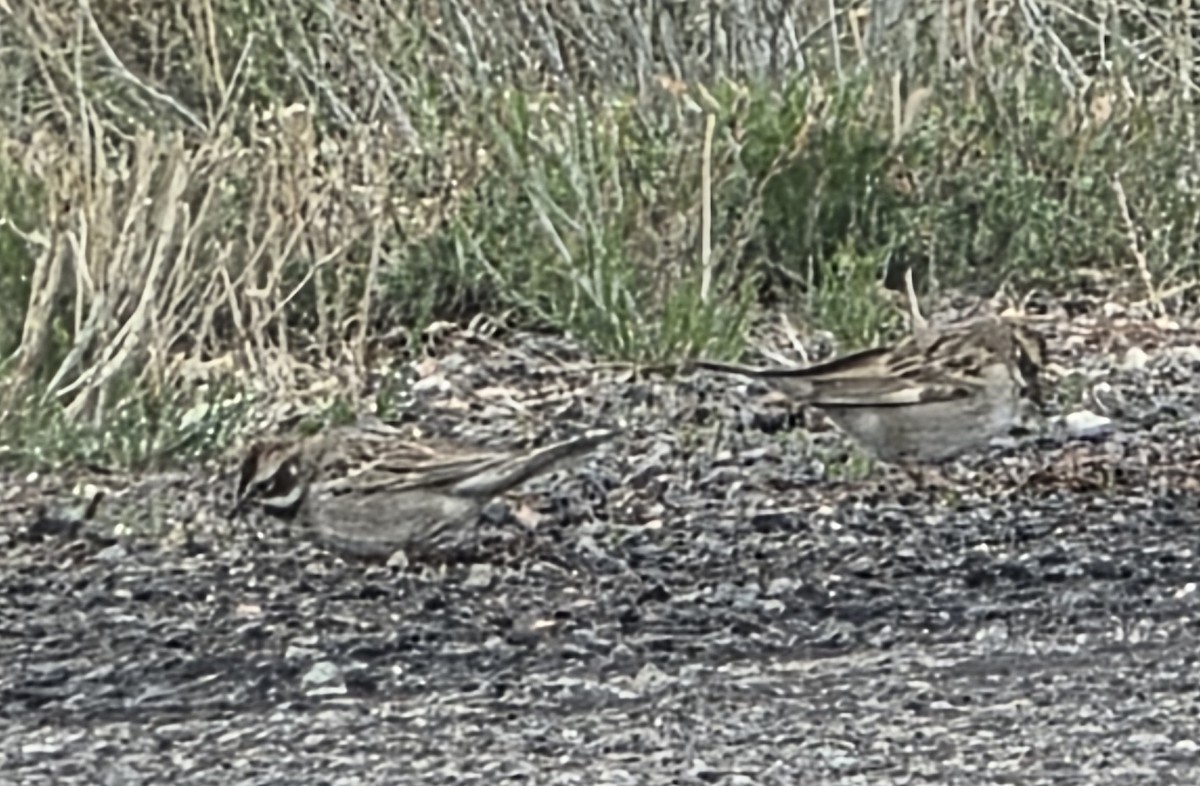 Lark Sparrow - ML638407072
