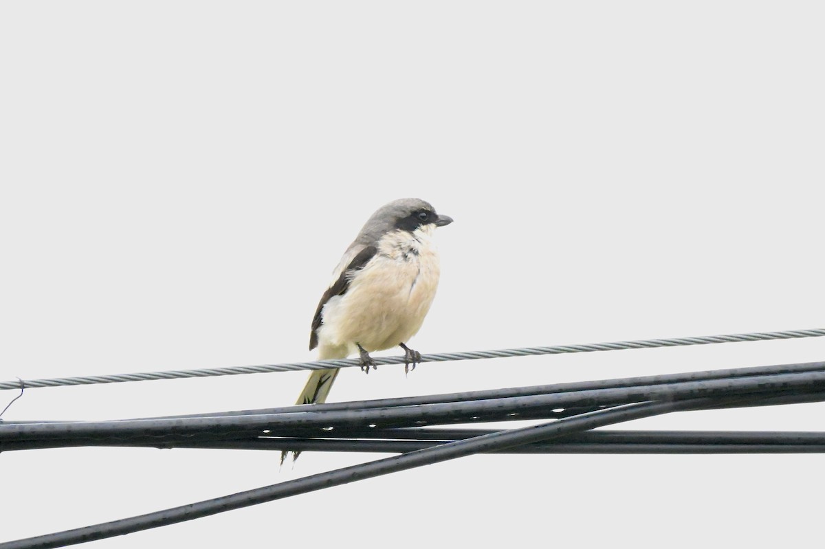 Giant Shrike - ML638407082