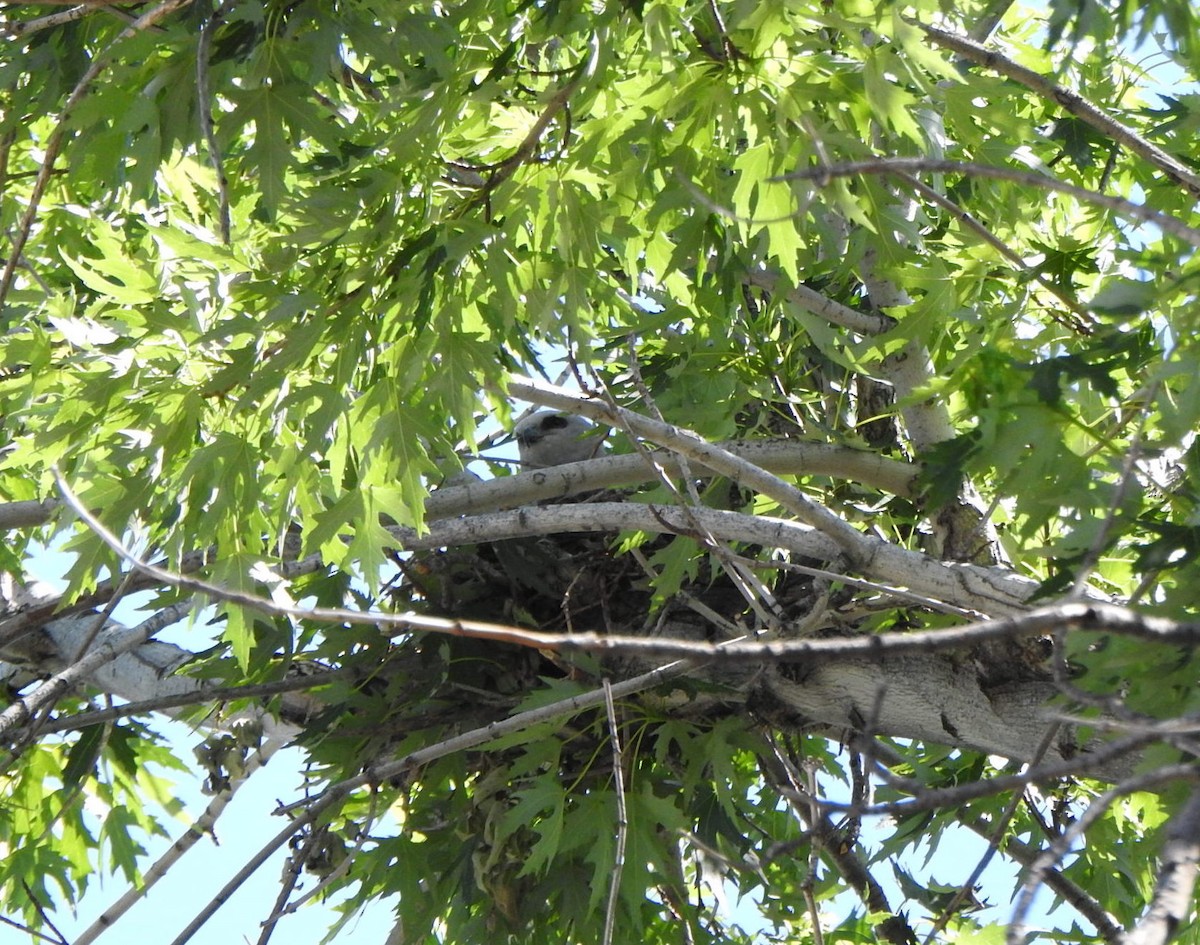 Mississippi Kite - ML638407083