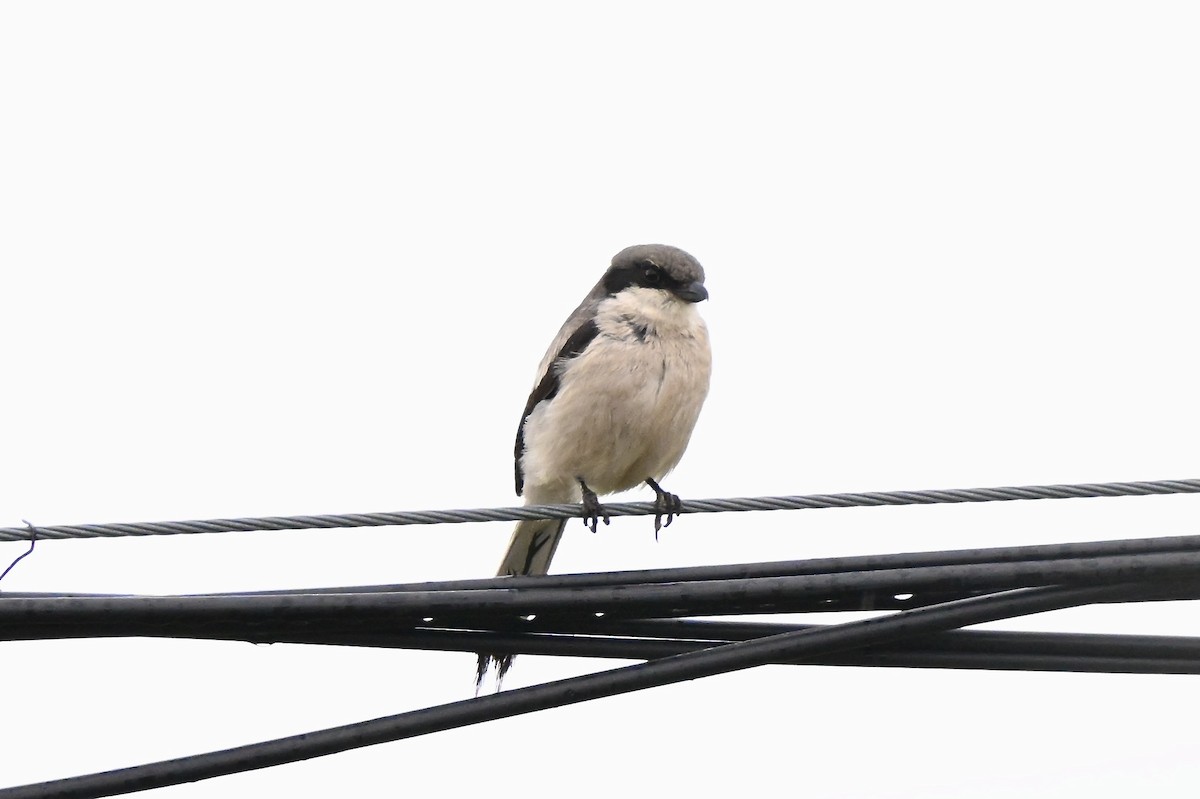 Giant Shrike - ML638407084