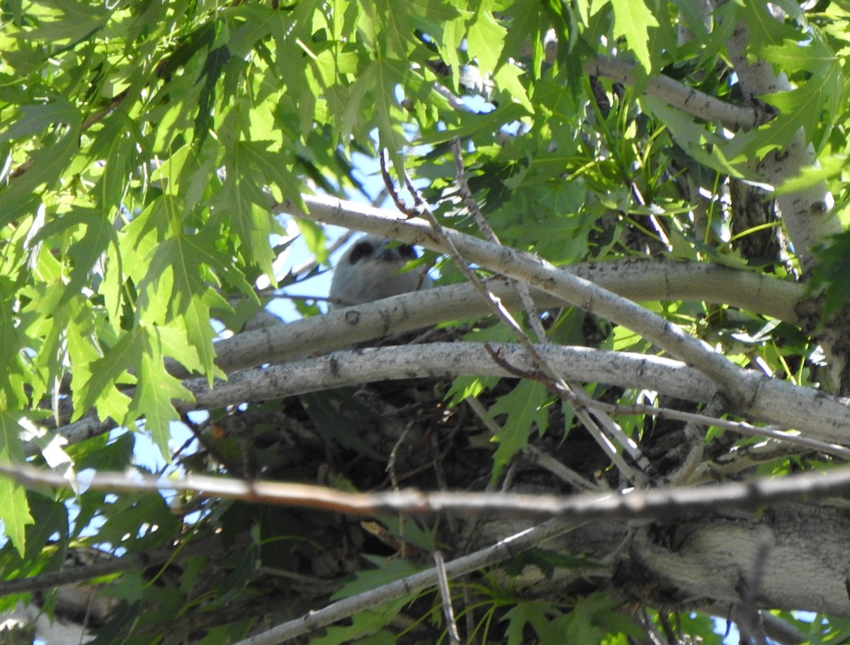 Mississippi Kite - ML638407093