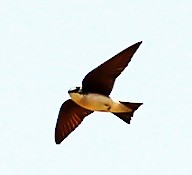 Tree Swallow - ML638407105
