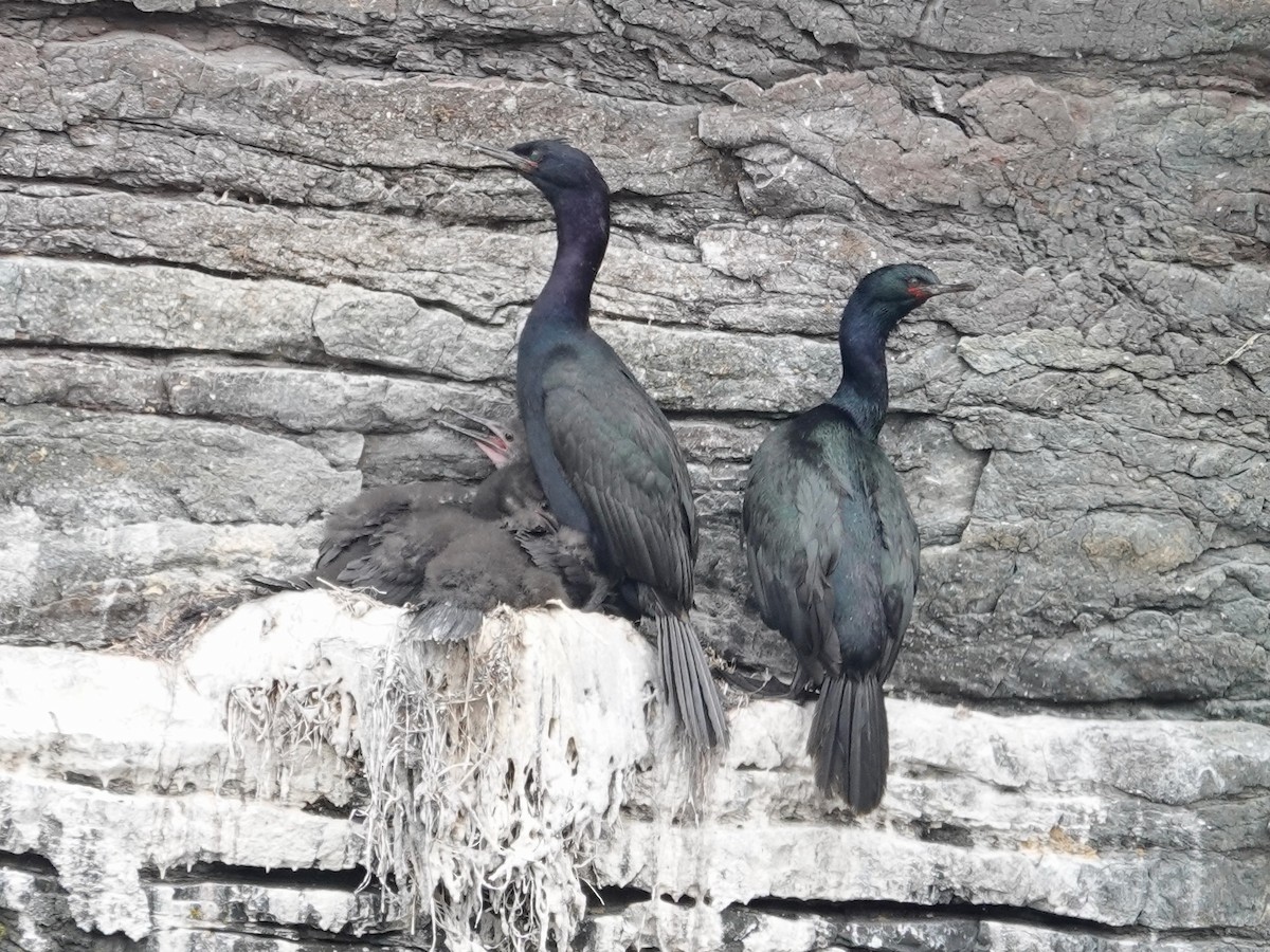 Pelagic Cormorant - ML638407119