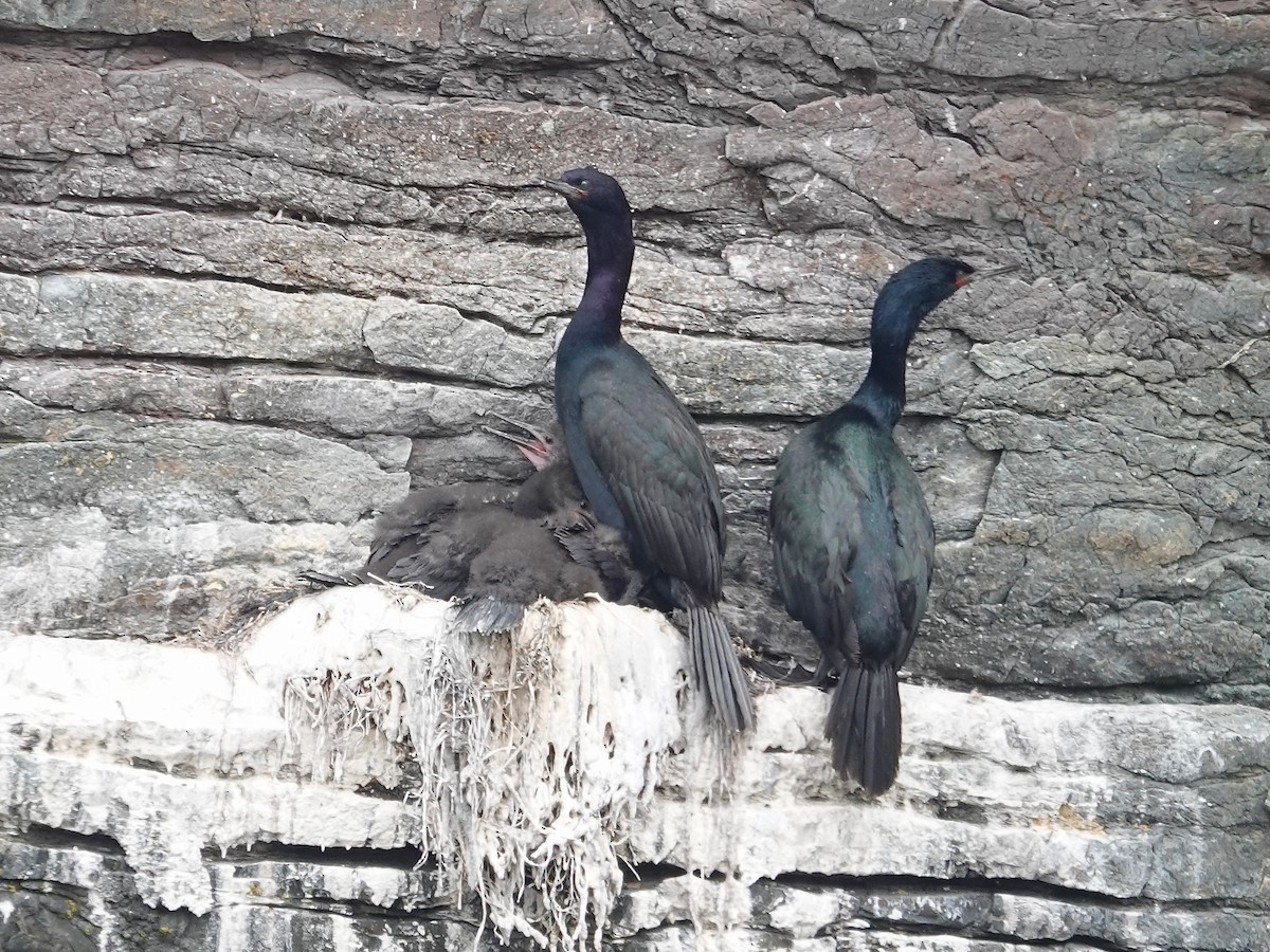 Pelagic Cormorant - ML638407120