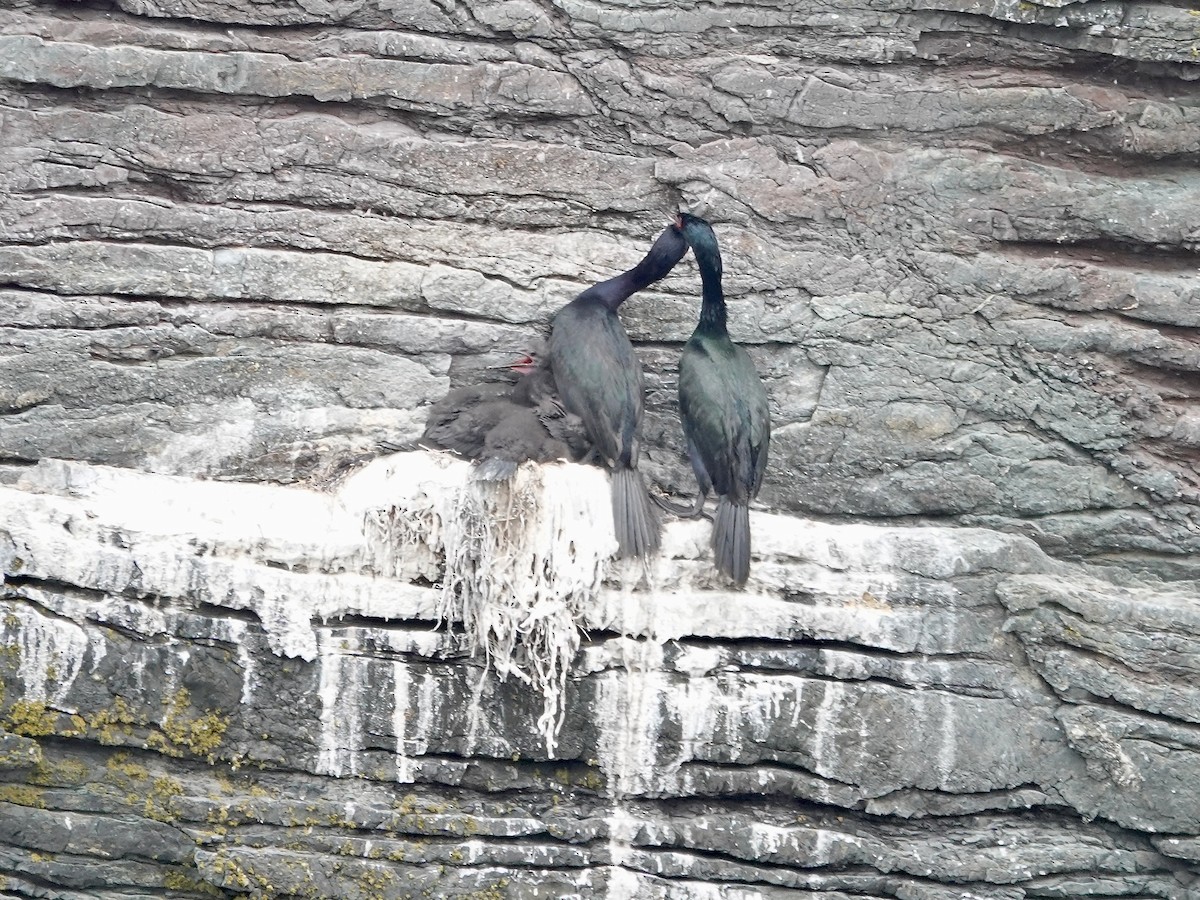 Pelagic Cormorant - ML638407121